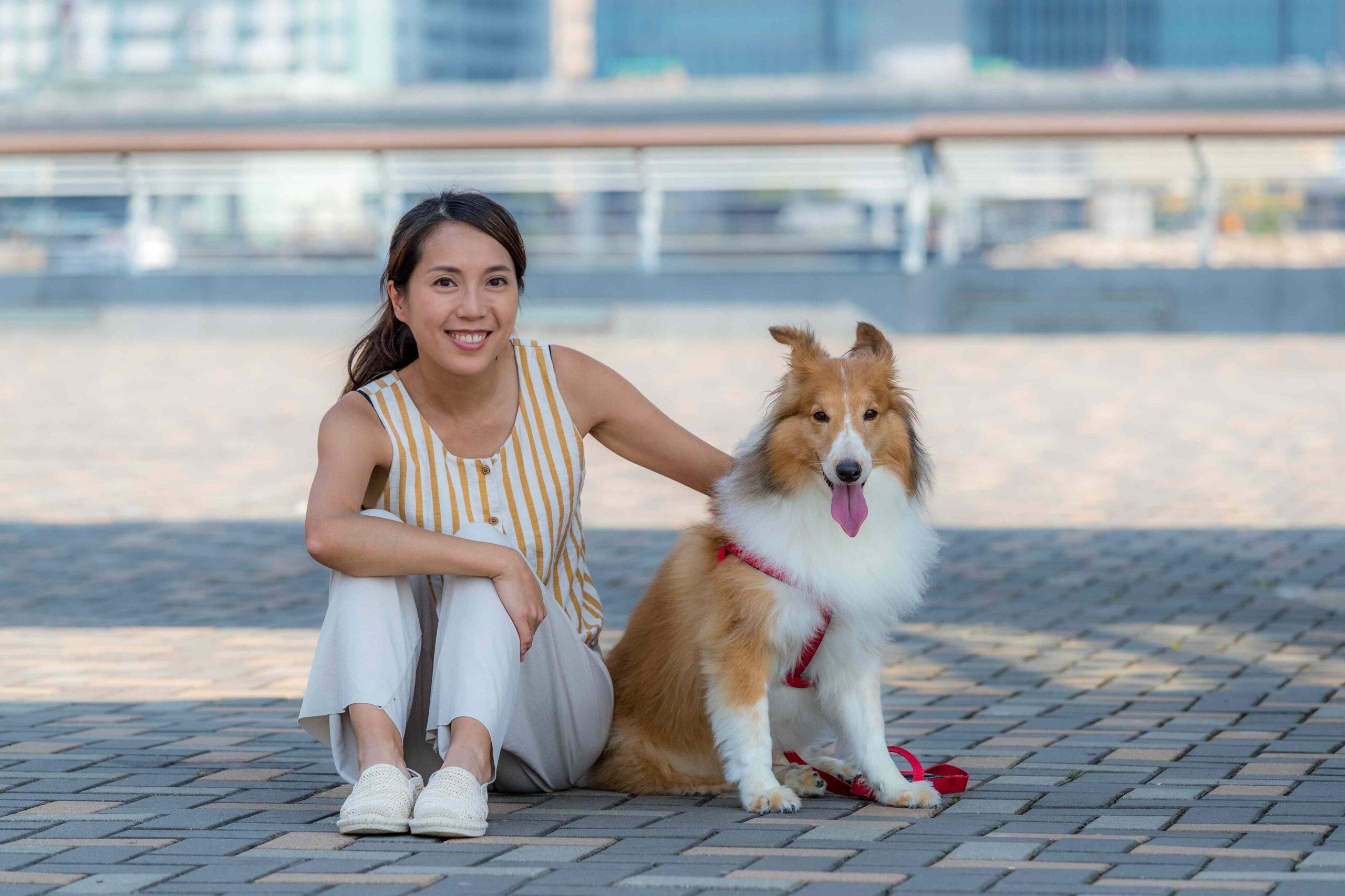 How Experts Handle Dog Relocation Dubai Smoothly